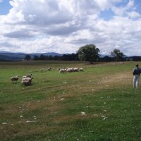 Schaapsherder in Schotland